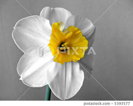 daffodils (narcissus) daffodils (narcissus) 5393577