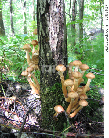 honey mushrooms growing at tree 5393617