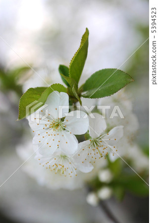Cherry tree blossom in spring Cherry tree blossom in spring 5394523