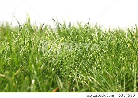 Green grass Green grass 5394559