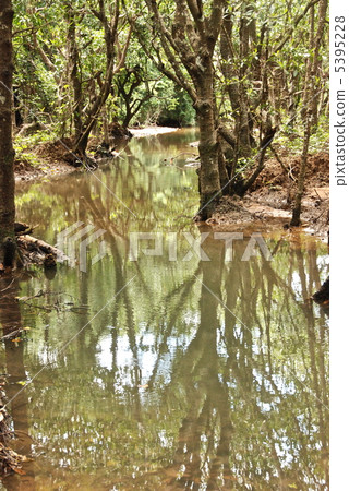 Mangrove in the brackish water area (Fukutoshi / Okinawa Prefecture Ishigakijima) 5395228