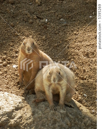 草原土撥鼠 草原土撥鼠 5395269