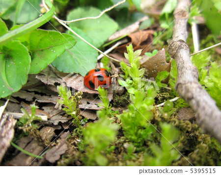 Ladybug 5395515
