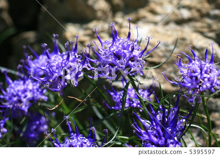 Takayama Plant Fithema · Hemis Faericum 5395597