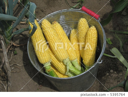 Summer corn harvest 5395764