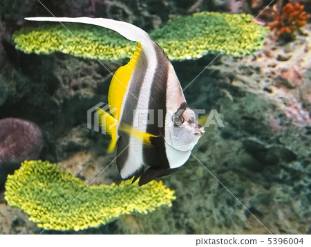 蝴蝶魚 蝴蝶魚 5396004
