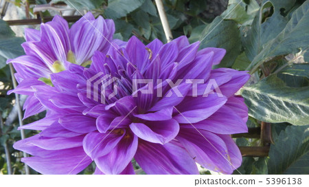 Amazing amethyst color dahlia Amazing amethyst color dahlia 5396138