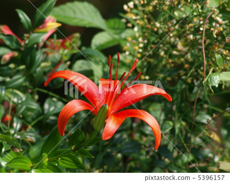 Toyuri (Demon Lily) -3 5396157