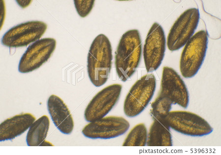 Lily pollen 5396332