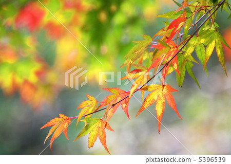 Coloring maple 5396539