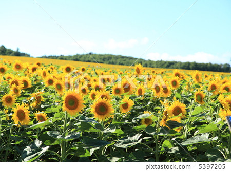 Himawari no Sato 5397205