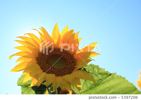 Himawari no Sato 5397206