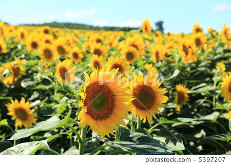 Himawari no Sato 5397207