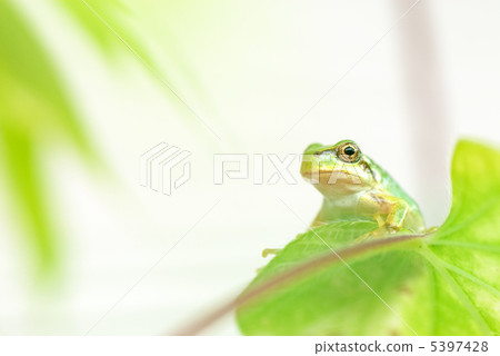 生活在綠色窗簾的青蛙 生活在綠色窗簾的青蛙 5397428