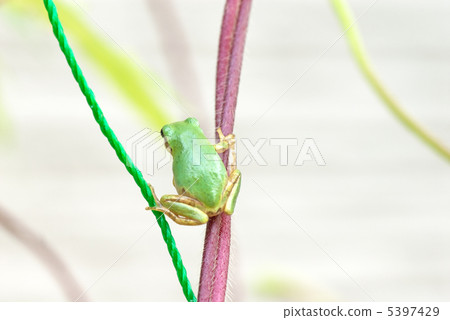 生活在綠色窗簾的青蛙 5397429