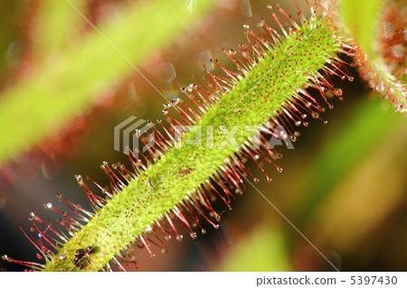 威爾士洋蔥 5397430