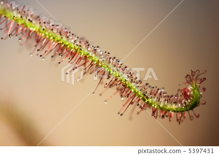 威爾士洋蔥 5397431