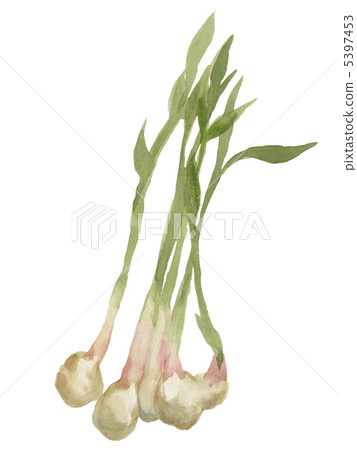 Leaf ginger Leaf ginger 5397453