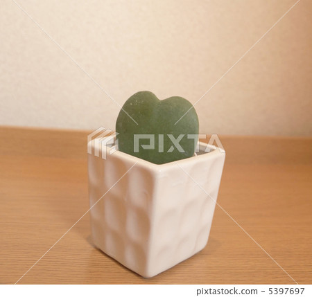 Hoya Currie Hoya Currie 5397697