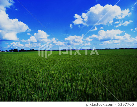 Summer clouds and paddy fields 5397700