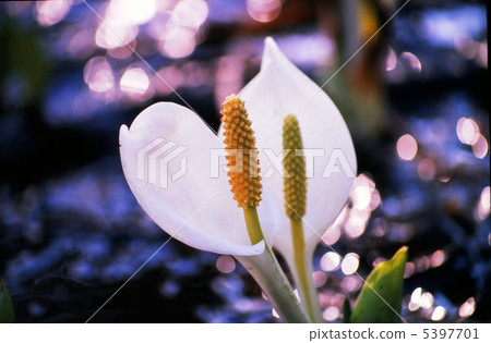 水芭蕉 水芭蕉 5397701