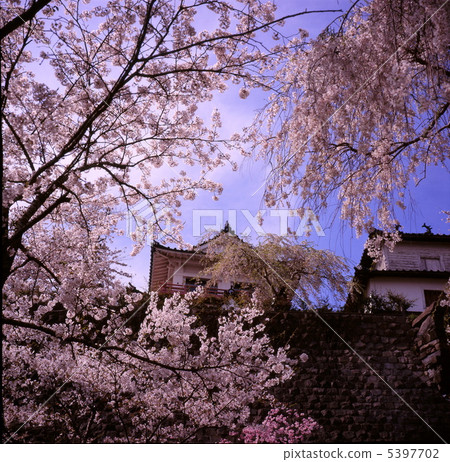 Wakuya castle and cherry blossoms 5397702