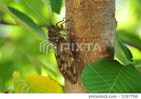 Cicadas 5397706