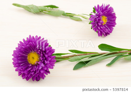 Purple Astor's Flower 5397814