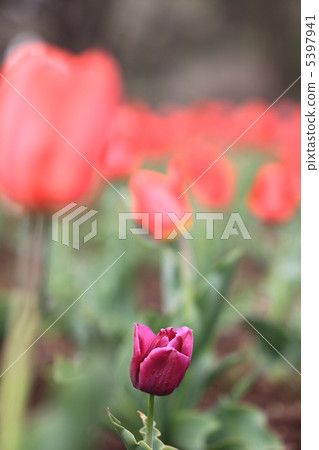 Purple tulip 5397941