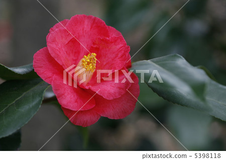 Red camellia Red camellia 5398118