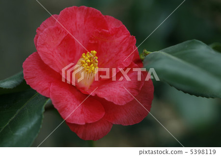 Red camellia Red camellia 5398119