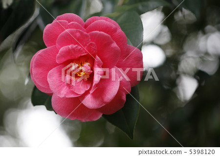 Red camellia Red camellia 5398120