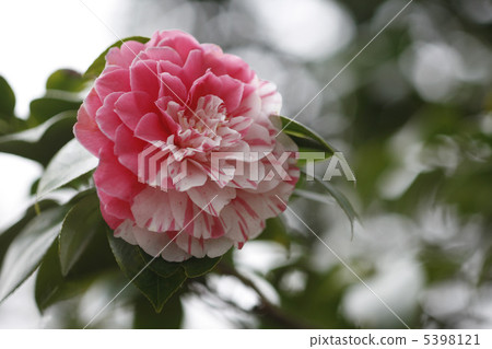 Red and white camellia Red and white camellia 5398121