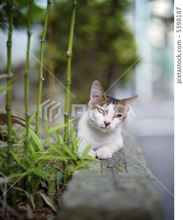 看了一眼貓 看了一眼貓 5398187