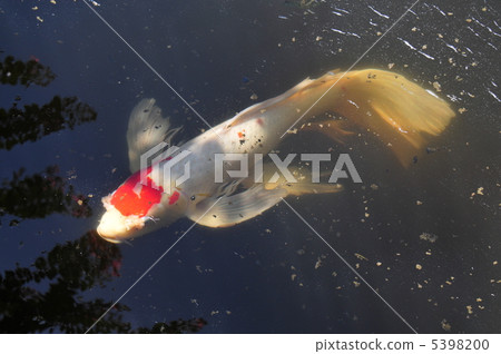 Hirenaga nishikigoi 5398200