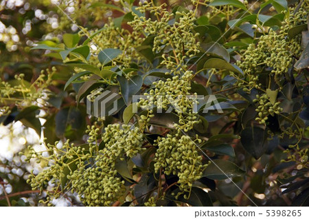 腳趾撥浪鼓藍色果子 腳趾撥浪鼓藍色果子 5398265