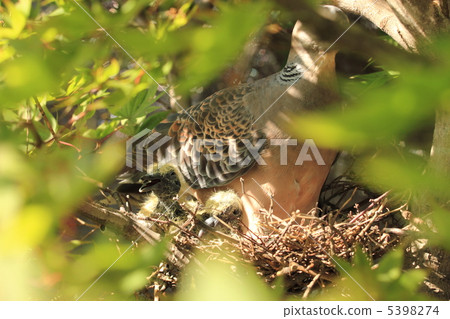 Mountain-dove's chicks 5398274