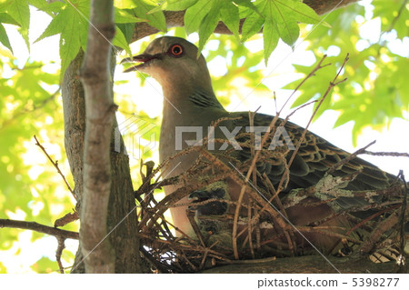 Mountain-dove's chicks Mountain-dove's chicks 5398277