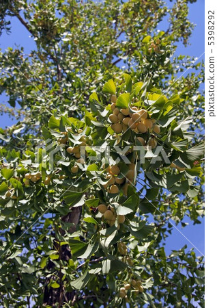 Suzuki's ginkgo tree Suzuki's ginkgo tree 5398292