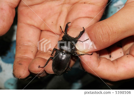 俘虜的甲蟲 5398506