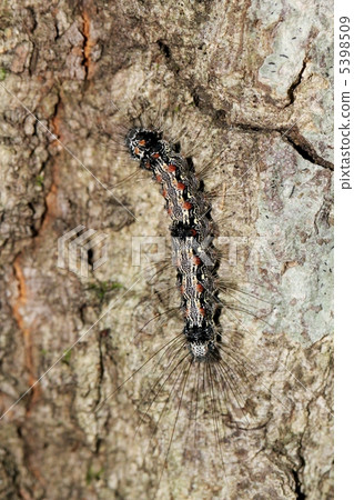 Caterpillar larva Caterpillar larva 5398509
