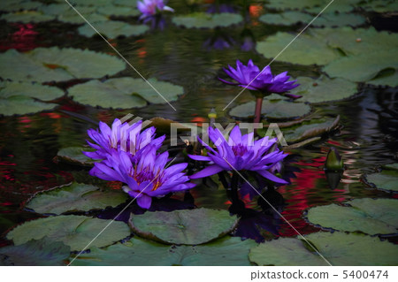 熱帶睡蓮05 5400474
