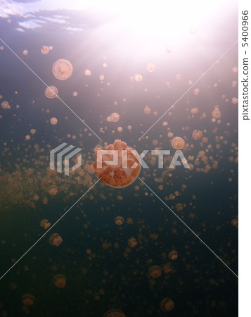 很多水母☆ 很多水母☆ 5400966