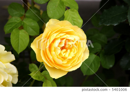 Graham Thomas 5401006