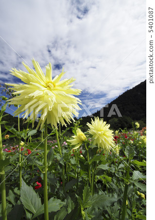 黃色大麗花領域1 黃色大麗花領域1 5401087
