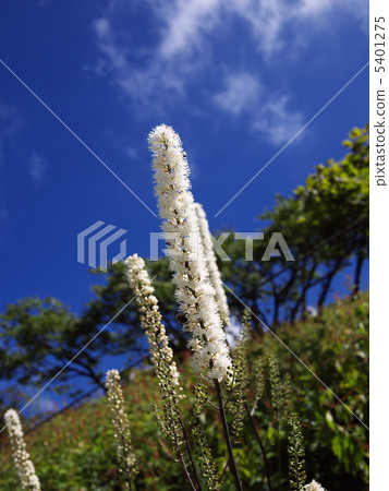 Sarashina Shuma Sarashina Shuma 5401275