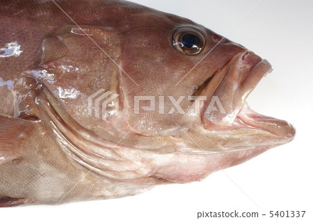 Mahata(面朝上) Mahata(面朝上) 5401337