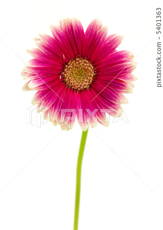 雛菊 5401363