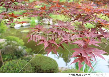 秋天的樹葉 5401415