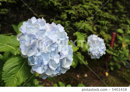 繡球 5401416